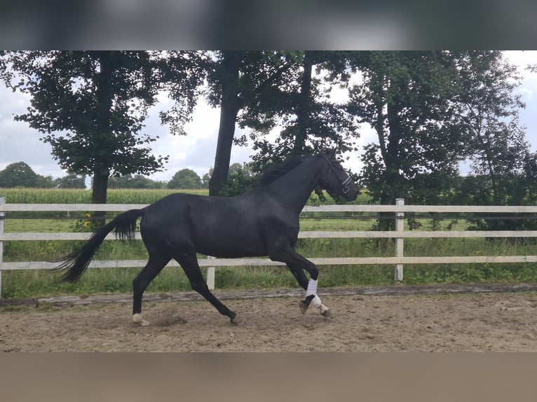 Hannoveriano Caballo castrado 3 años 176 cm Negro in Hamburg