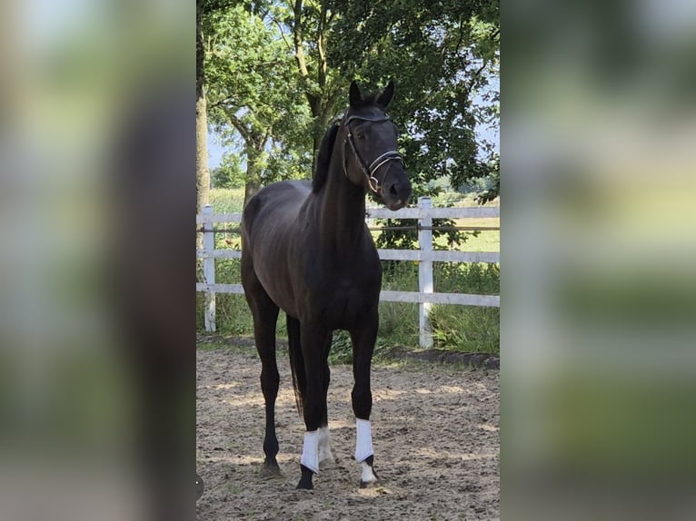 Hannoveriano Caballo castrado 3 años 176 cm Negro in Hamburg