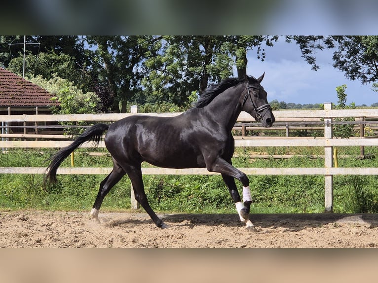Hannoveriano Caballo castrado 3 años 176 cm Negro in Hamburg