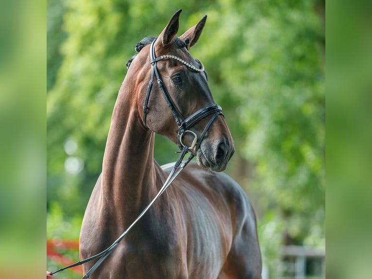 Hannoveriano Caballo castrado 3 años 177 cm Morcillo in Münster