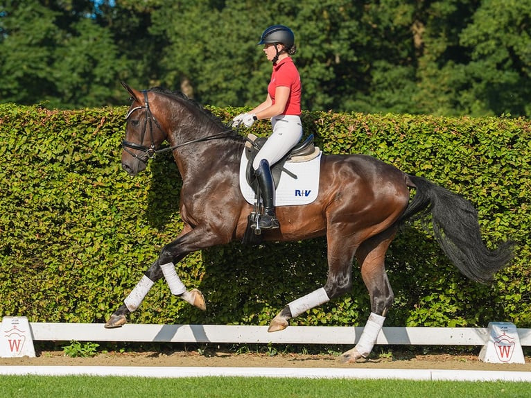 Hannoveriano Caballo castrado 3 años 177 cm Morcillo in Münster