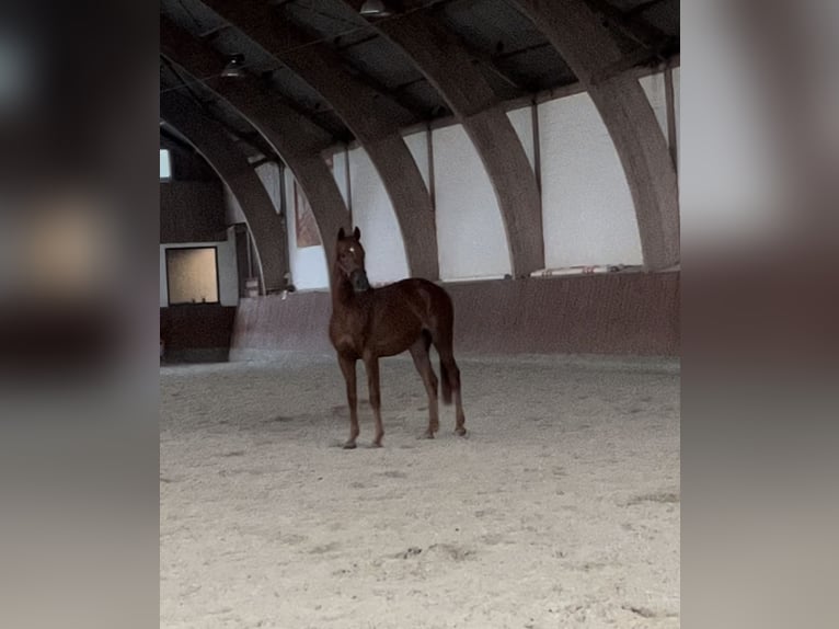 Hannoveriano Caballo castrado 3 años Alazán-tostado in Hörsten