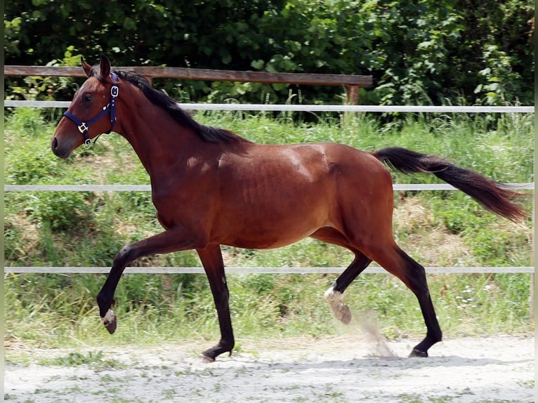 Hannoveriano Caballo castrado 3 años Castaño in Dentlein am Forst