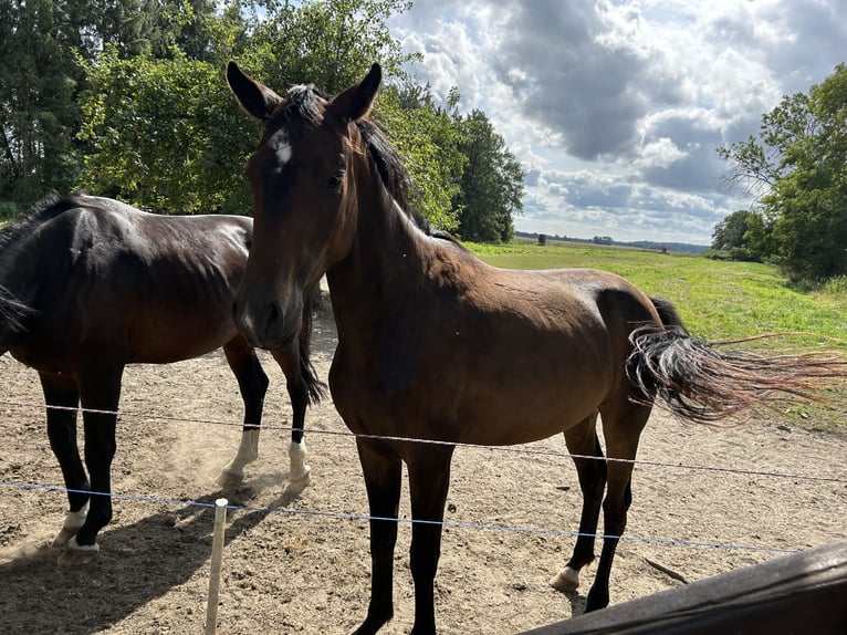 Hannoveriano Caballo castrado 3 años Castaño oscuro in Balje