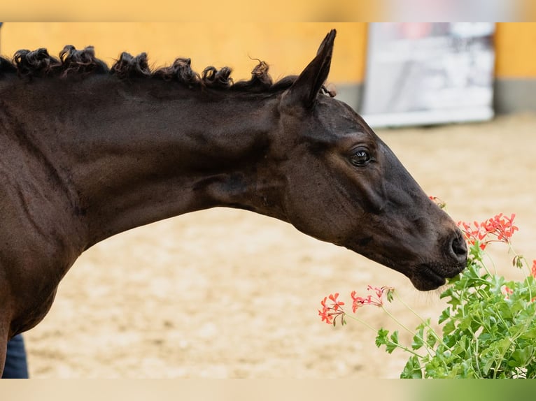 Hannoveriano Caballo castrado 3 años Castaño oscuro in DUSZNIKI