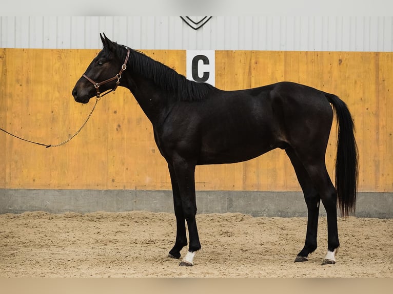 Hannoveriano Caballo castrado 3 años Castaño oscuro in DUSZNIKI