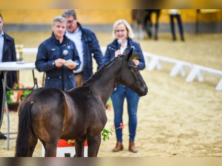 Hannoveriano Caballo castrado 3 años Castaño oscuro in DUSZNIKI