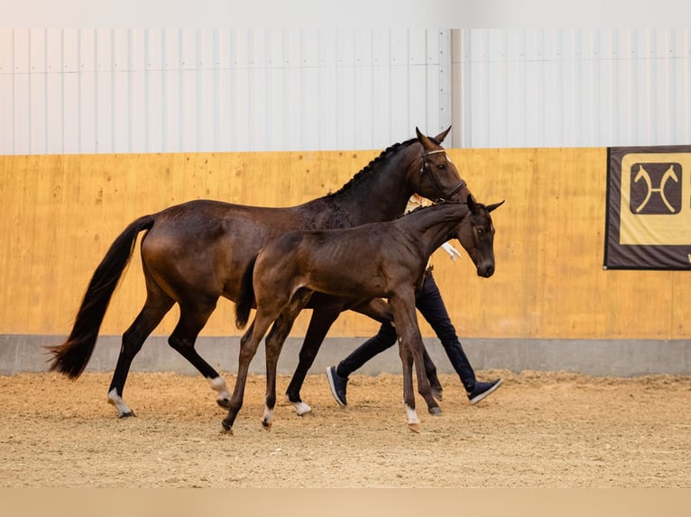 Hannoveriano Caballo castrado 3 años Castaño oscuro in DUSZNIKI