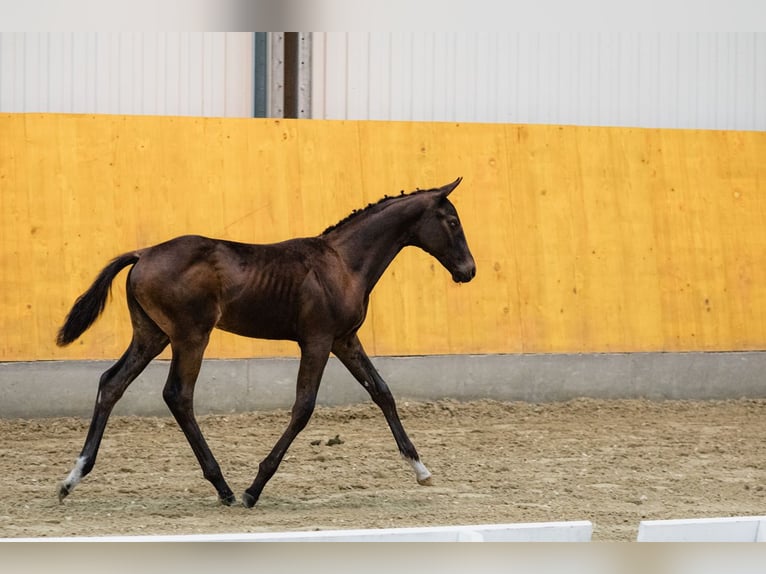 Hannoveriano Caballo castrado 3 años Castaño oscuro in DUSZNIKI