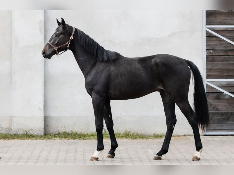 Hannoveriano Caballo castrado 3 años Castaño oscuro in DUSZNIKI