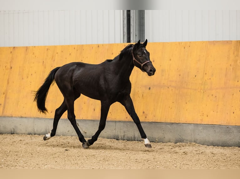 Hannoveriano Caballo castrado 3 años Castaño oscuro in DUSZNIKI