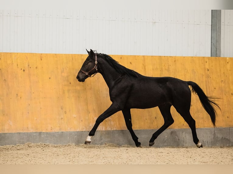 Hannoveriano Caballo castrado 3 años Castaño oscuro in DUSZNIKI