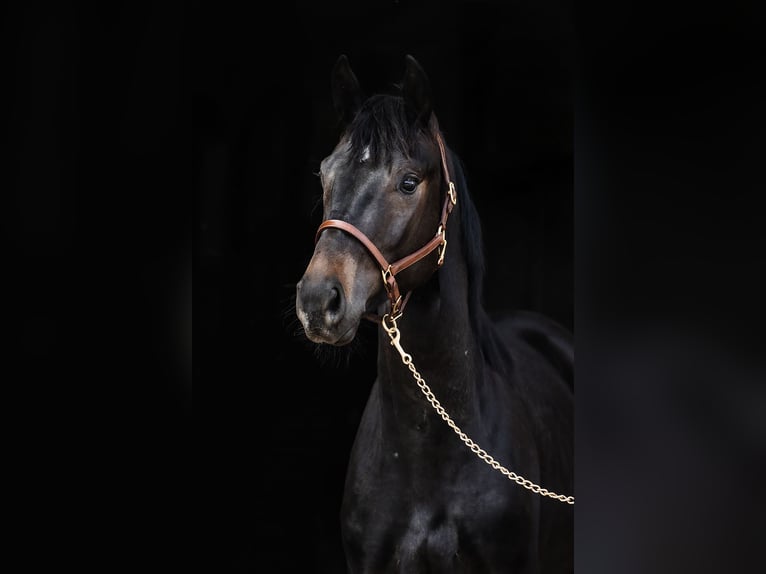 Hannoveriano Caballo castrado 3 años Castaño oscuro in DUSZNIKI