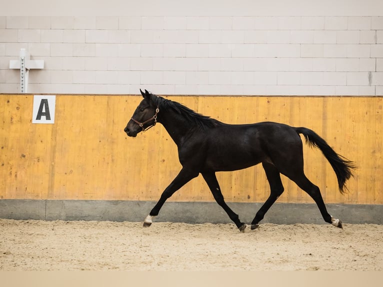 Hannoveriano Caballo castrado 3 años Castaño oscuro in DUSZNIKI