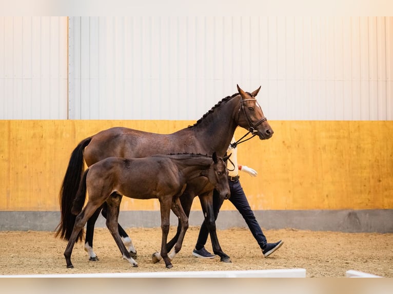 Hannoveriano Caballo castrado 3 años Castaño oscuro in DUSZNIKI