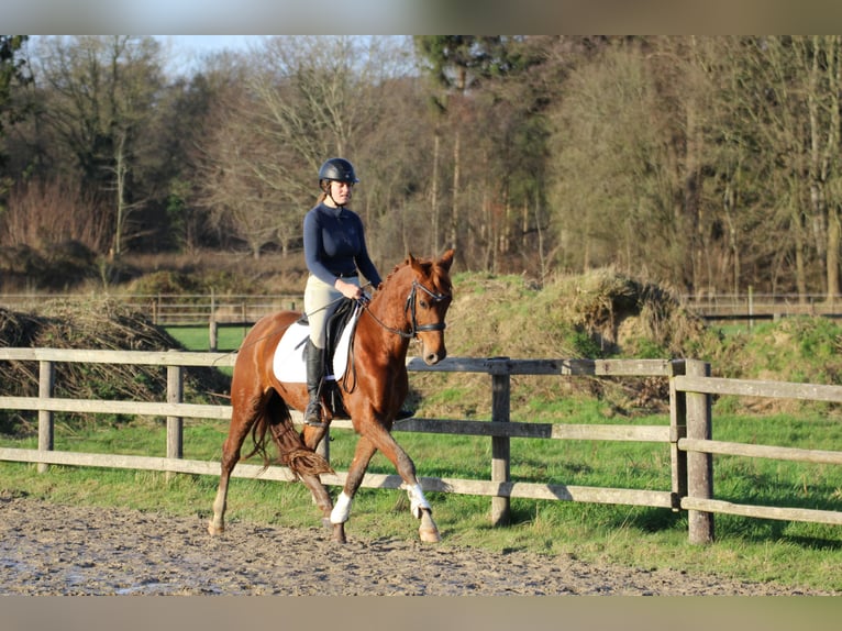 Hannoveriano Caballo castrado 4 años 155 cm Alazán in Freren
