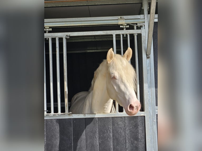 Hannoveriano Caballo castrado 4 años 155 cm Cremello in Pulheim