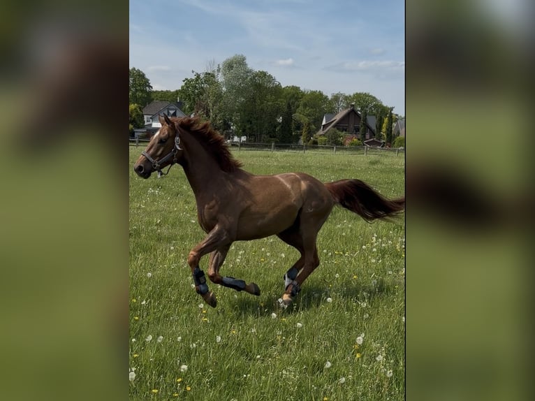 Hannoveriano Caballo castrado 4 años 156 cm Alazán in Herten