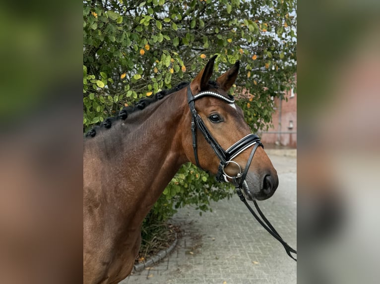 Hannoveriano Caballo castrado 4 años 157 cm Castaño in Münster