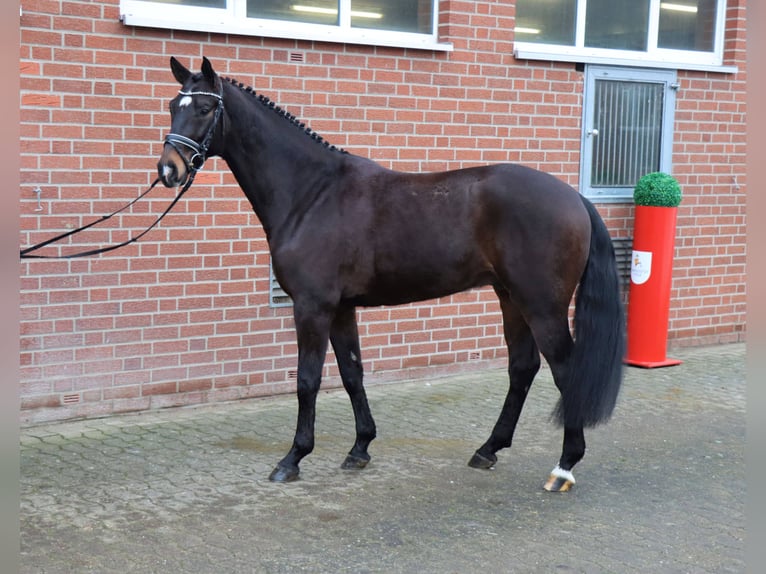 Hannoveriano Caballo castrado 4 años 157 cm Castaño oscuro in Celle