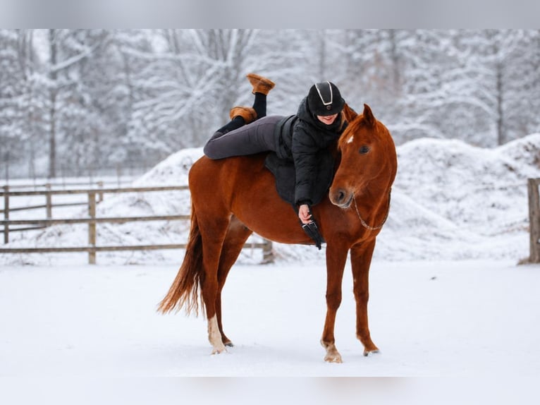 Hannoveriano Caballo castrado 4 años 158 cm Alazán in Fürstenau