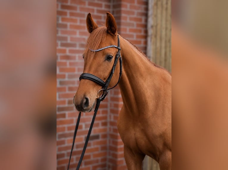 Hannoveriano Caballo castrado 4 años 158 cm Alazán in Fürstenau