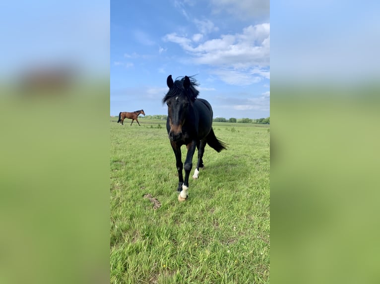 Hannoveriano Caballo castrado 4 años 158 cm Morcillo in Nordenham
