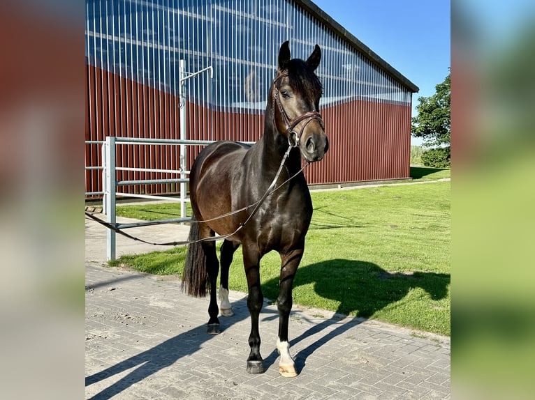 Hannoveriano Caballo castrado 4 años 158 cm Morcillo in Nordenham