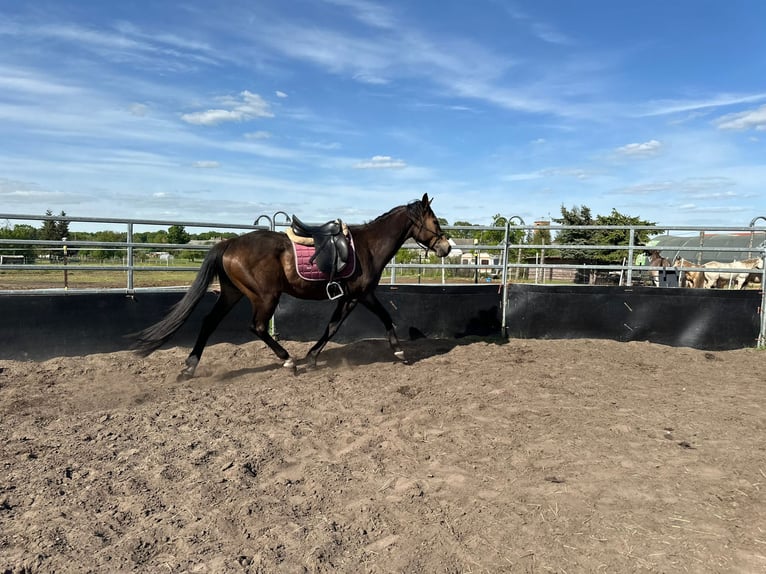 Hannoveriano Caballo castrado 4 años 160 cm in Wormlage