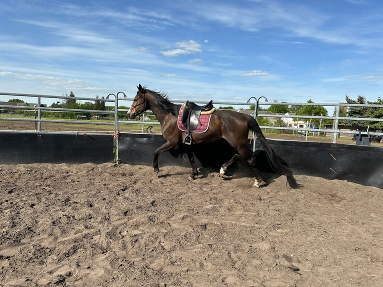 Hannoveriano Caballo castrado 4 años 160 cm in Wormlage