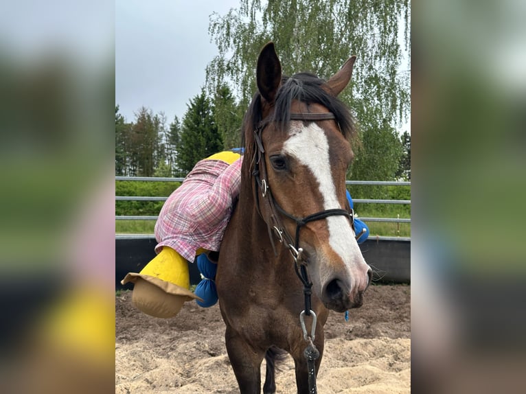 Hannoveriano Caballo castrado 4 años 160 cm in Wormlage
