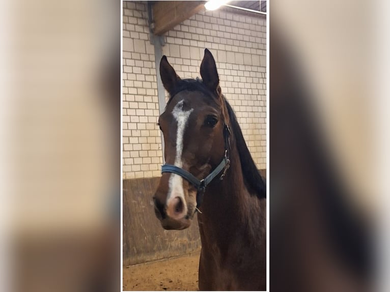 Hannoveriano Caballo castrado 4 años 160 cm Castaño in Hanerau-Hademarschen