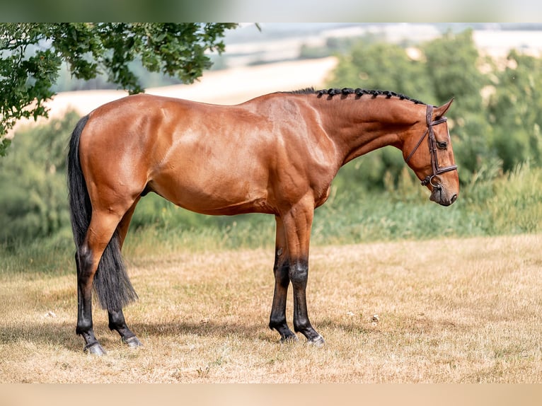 Hannoveriano Caballo castrado 4 años 160 cm Castaño rojizo in Zduchovice