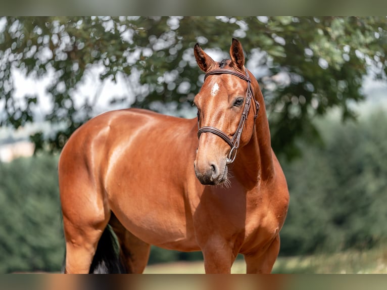 Hannoveriano Caballo castrado 4 años 160 cm Castaño rojizo in Zduchovice
