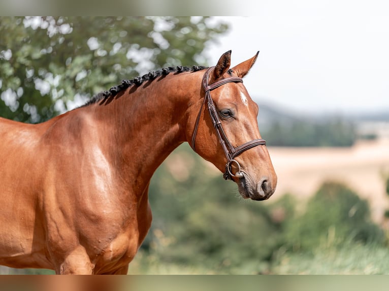 Hannoveriano Caballo castrado 4 años 160 cm Castaño rojizo in Zduchovice