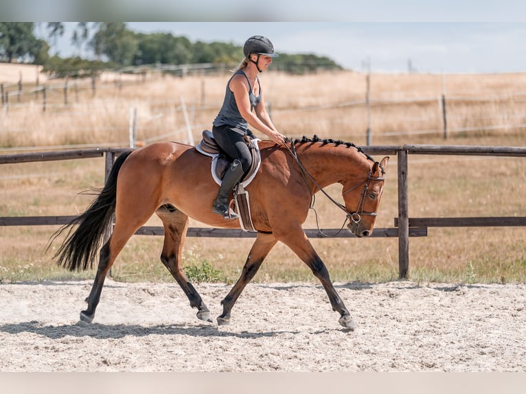 Hannoveriano Caballo castrado 4 años 160 cm Castaño rojizo in Zduchovice