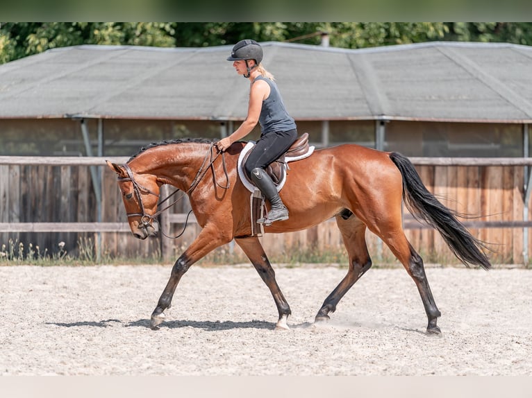 Hannoveriano Caballo castrado 4 años 160 cm Castaño rojizo in Zduchovice