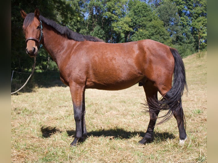 Hannoveriano Caballo castrado 4 años 161 cm Castaño in Geroldsgrün
