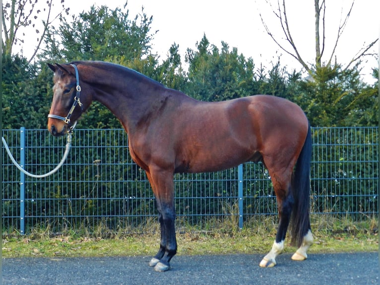 Hannoveriano Caballo castrado 4 años 161 cm Castaño oscuro in Lienen