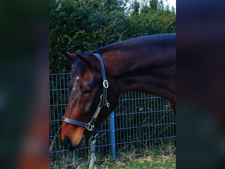 Hannoveriano Caballo castrado 4 años 161 cm Castaño oscuro in Lienen