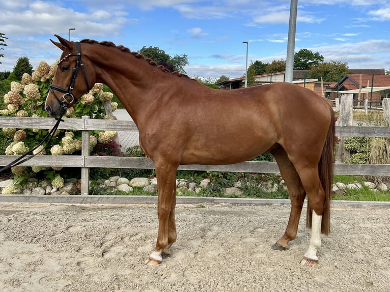 Hannoveriano Caballo castrado 4 años 162 cm Alazán in Bargstedt