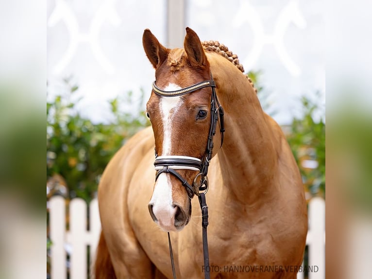 Hannoveriano Caballo castrado 4 años 162 cm Alazán in Verden