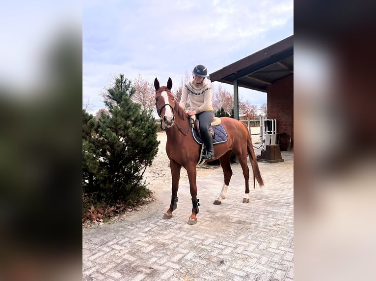 Hannoveriano Caballo castrado 4 años 163 cm Alazán in Sittensen