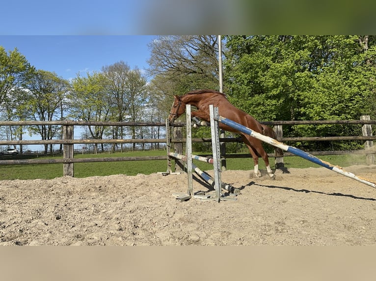 Hannoveriano Caballo castrado 4 años 163 cm Alazán in Lilienthal