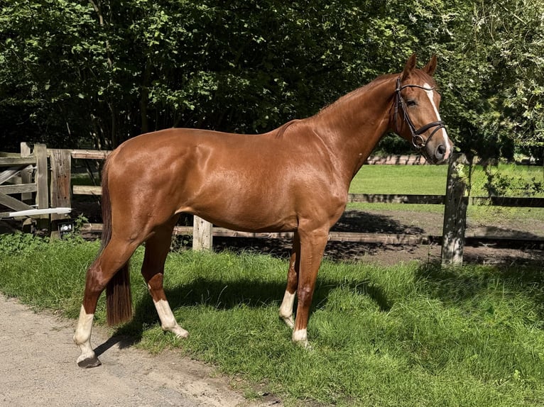 Hannoveriano Caballo castrado 4 años 163 cm Alazán in Lilienthal