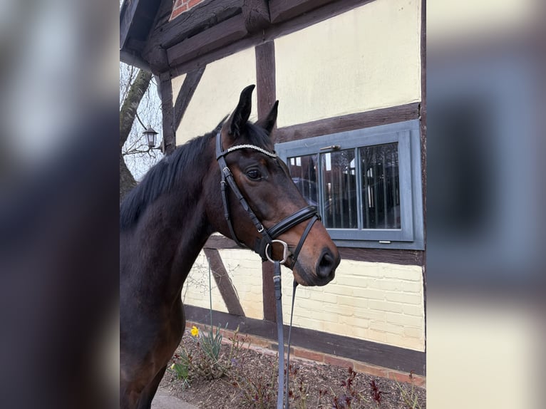 Hannoveriano Caballo castrado 4 años 163 cm Castaño in Bad Bevensen