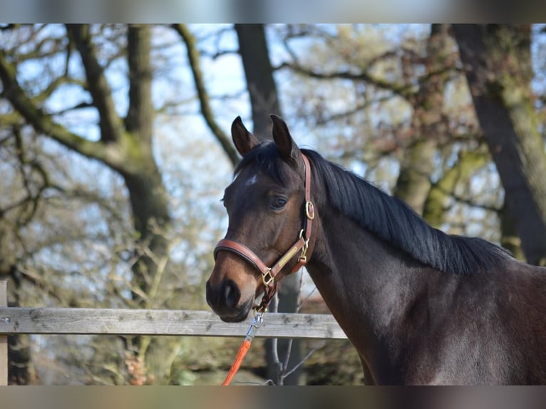 Hannoveriano Caballo castrado 4 años 163 cm Castaño in Langwedel