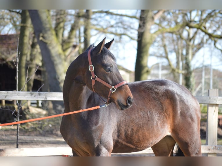 Hannoveriano Caballo castrado 4 años 163 cm Castaño in Langwedel