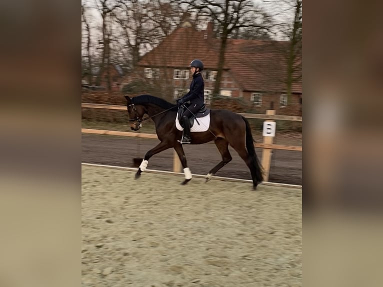 Hannoveriano Caballo castrado 4 años 163 cm Castaño in Langwedel
