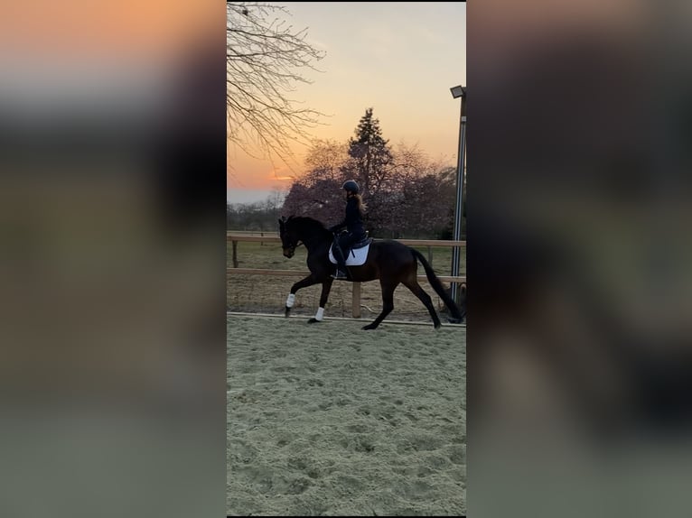 Hannoveriano Caballo castrado 4 años 163 cm Castaño in Langwedel